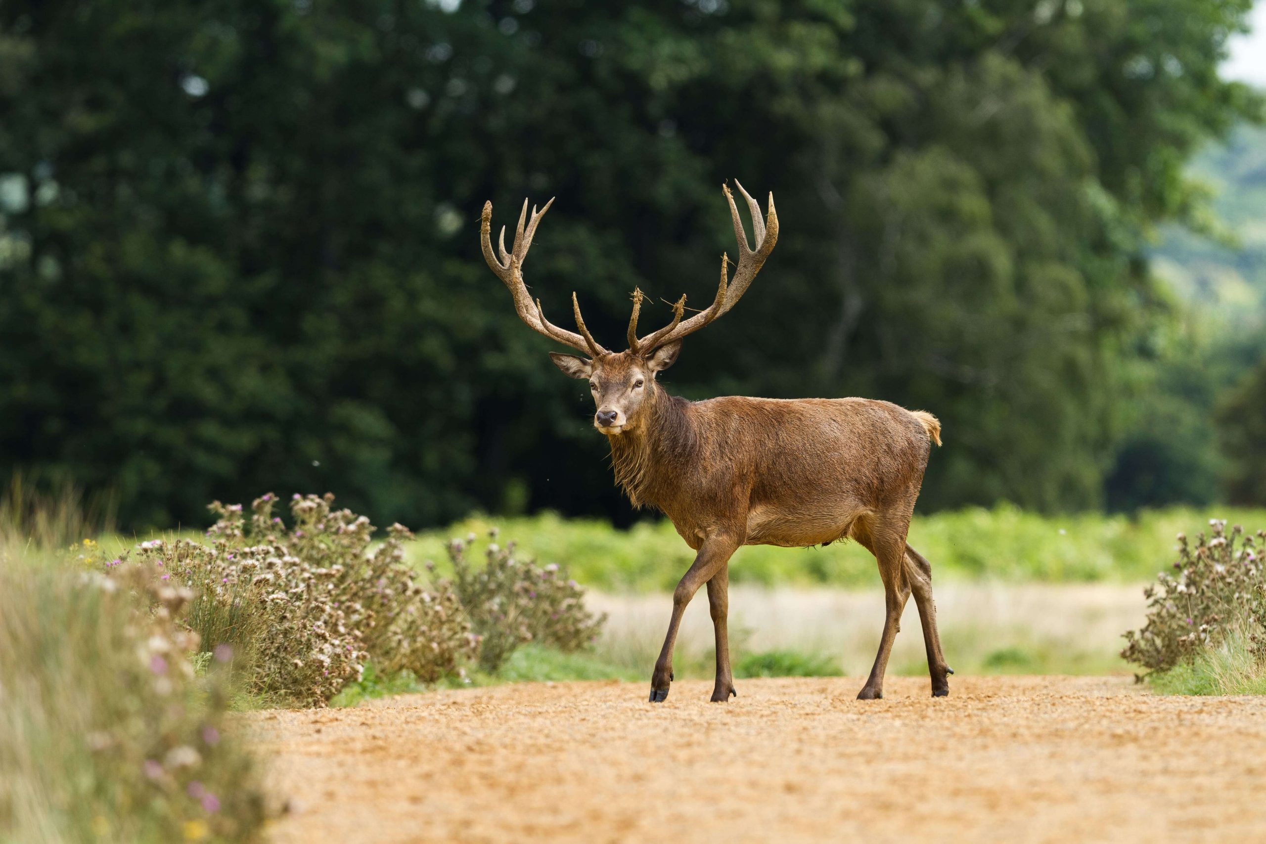 Deer at Richmond